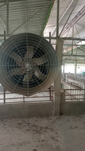 មានលក់កង្ហាររោមជ្រូក