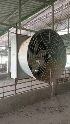 មានលក់កង្ហាររោមជ្រូក