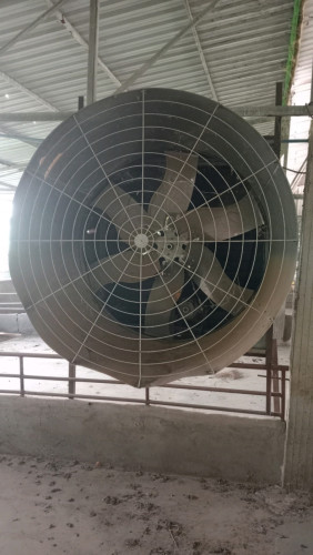 មានលក់កង្ហាររោមជ្រូក