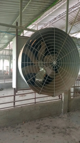 មានលក់កង្ហាររោមជ្រូក