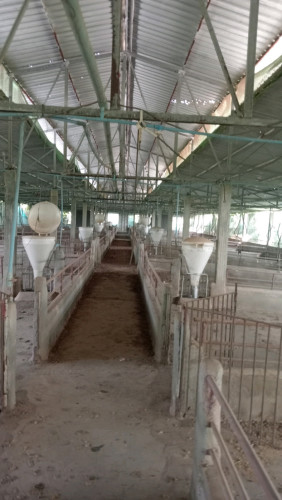 មានលក់កង្ហាររោមជ្រូក