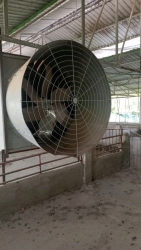 មានលក់កង្ហាររោមជ្រូក