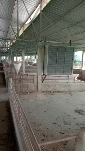 មានលក់កង្ហាររោមជ្រូក