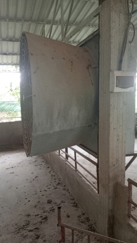 មានលក់កង្ហាររោមជ្រូក