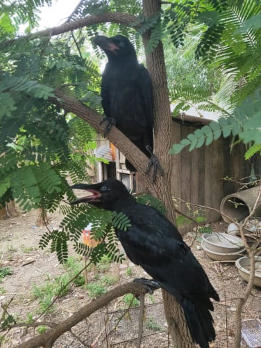 សត្វក្អែកធំឡើងចេះនិយាយ