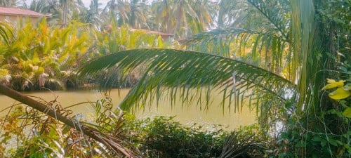 ដីជាប់ព្រែកលក់នៅកំពត Land on the Kampot riverside for sale