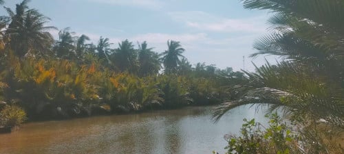 ដីជាប់ព្រែកលក់នៅកំពត Land on the Kampot riverside for sale