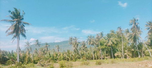 ដីជាប់ព្រែកលក់នៅកំពត Land on the Kampot riverside for sale