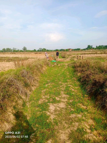 Paddy land Urgent