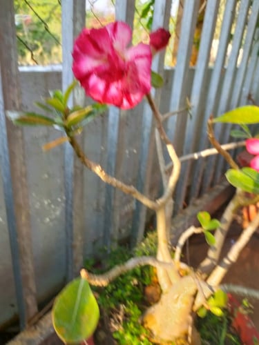 បន្ទប់ជួល