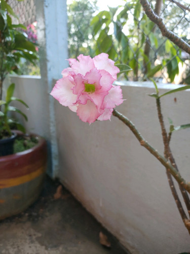 បន្ទប់ជួល