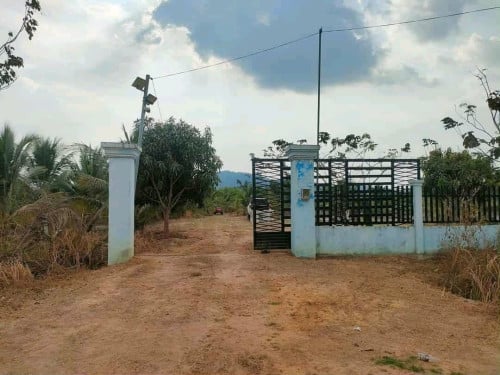 ចំការដូងក្រអូបលក់បន្ទាន់
