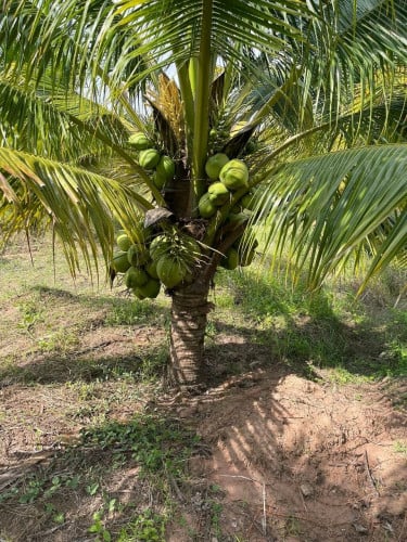 ចំការដូងក្រអូបលក់បន្ទាន់