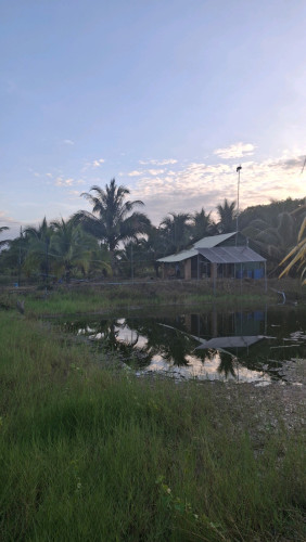 ចំការដូងក្រអូបលក់បន្ទាន់