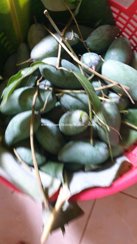 ស្វាយខៀវសាវើយ