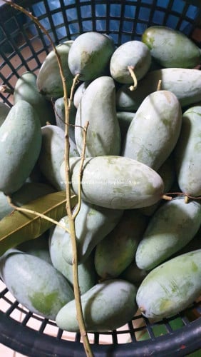 ស្វាយខៀវសាវើយ