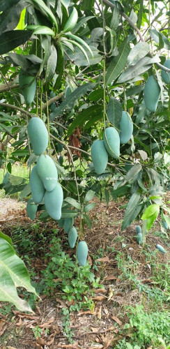 ស្វាយខៀវសាវើយ