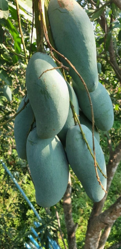 ស្វាយខៀវសាវើយ