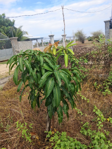 ដីលក់បន្ទាន់ ជិតផ្លូវ42
