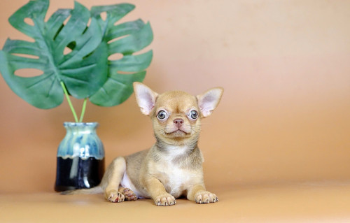 Chihuahuas