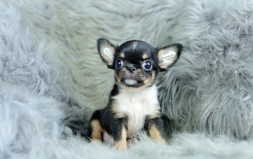 Chihuahuas