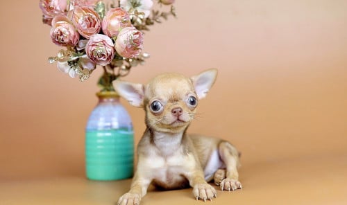 Chihuahuas