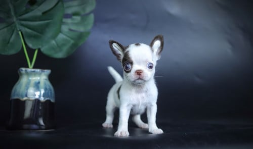 Chihuahuas
