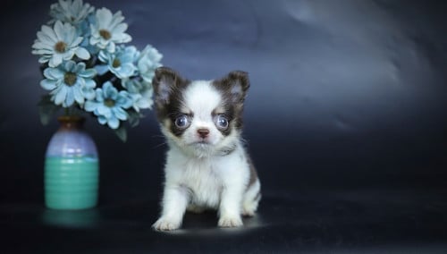 Chihuahuas