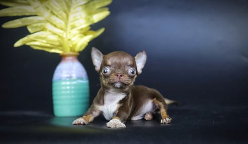 Chihuahuas