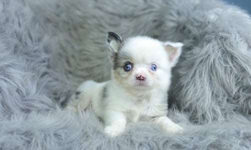 Chihuahuas