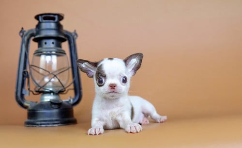 Chihuahuas