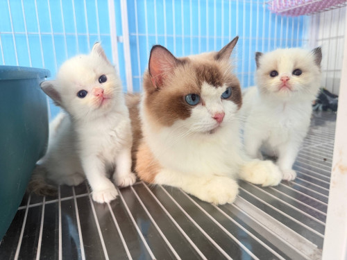 Ragdoll-Blue Bicolor Ragdoll