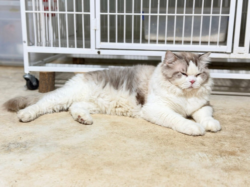 Ragdoll-Blue Bicolor Ragdoll