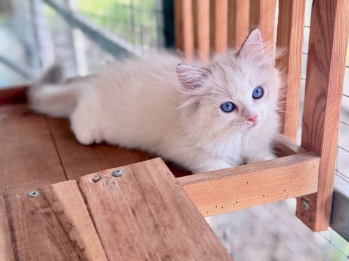 Ragdoll-Blue Bicolor Ragdoll
