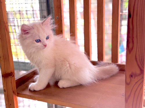 Ragdoll-Blue Bicolor Ragdoll