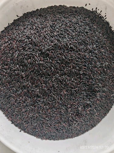 អង្ករ​សម្រូប​ រ៉ាយបឺរី Rice Berry អង្ករខ្មៅ Black​Rice​