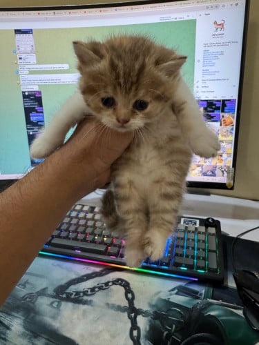 Scottish Fold