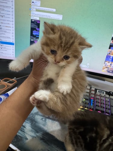 Scottish Fold