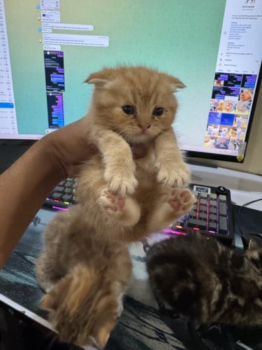 Scottish Fold