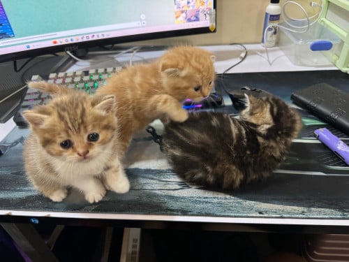 Scottish Fold