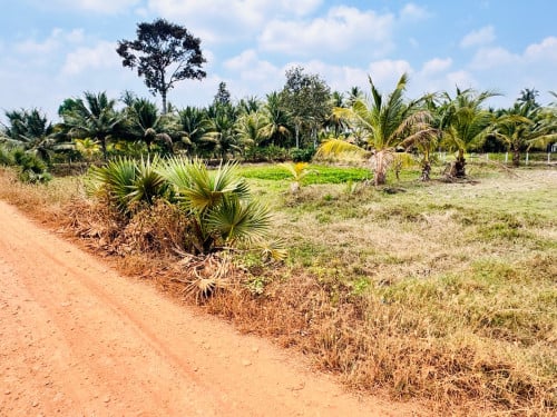 ដីលក់ ប្លង់រីង
