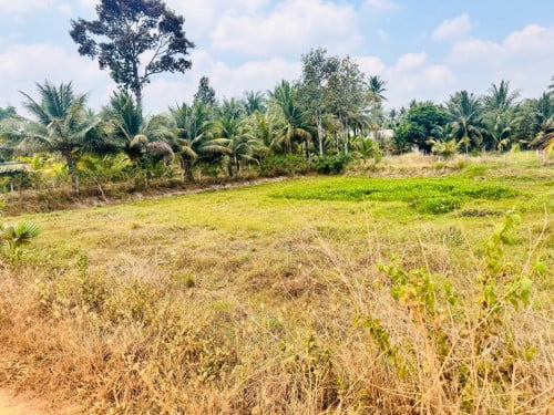 ដីលក់ ប្លង់រីង