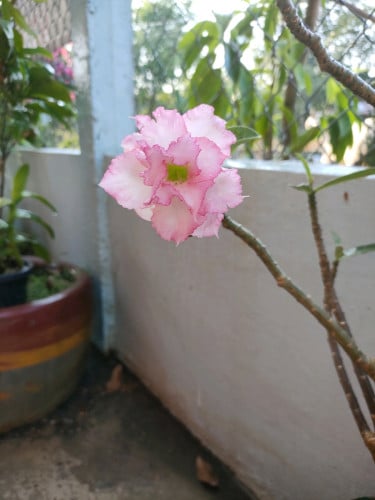 បន្ទប់ជួល