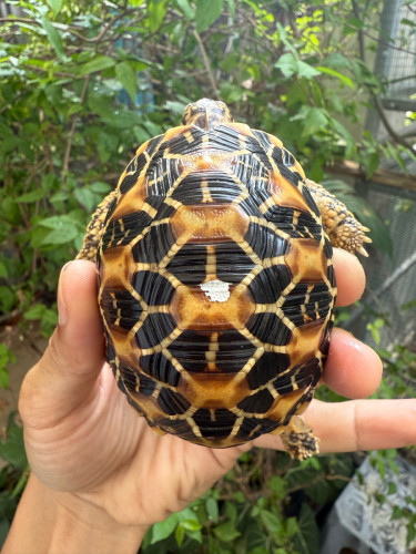 Indian star tortoise