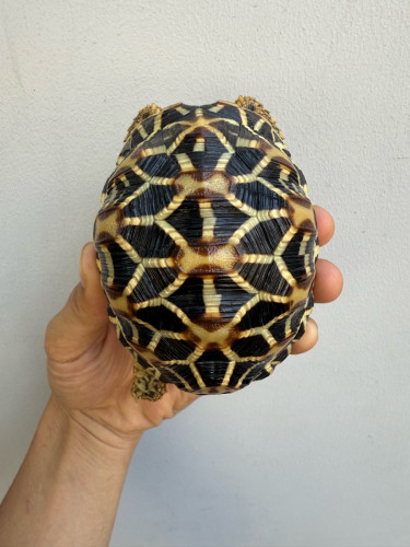 Indian star tortoise
