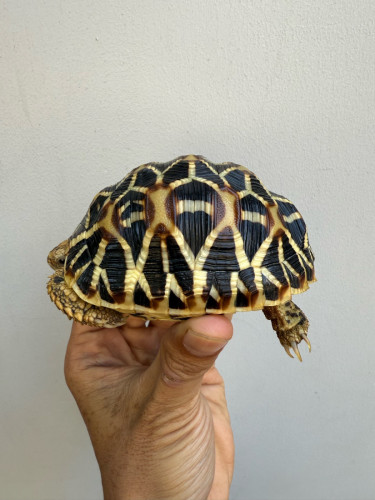 Indian star tortoise