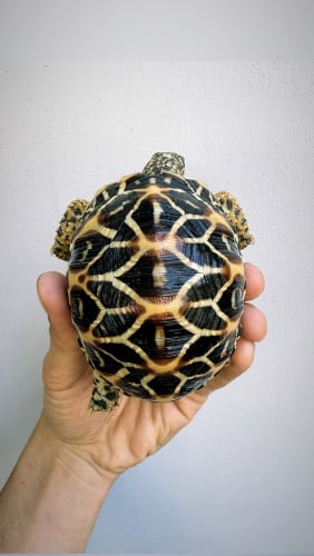 Indian star tortoise