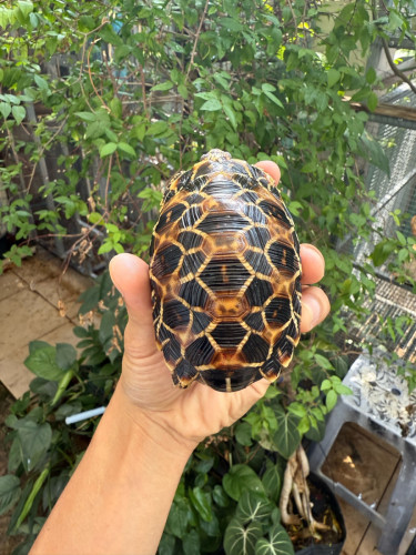 Indian star tortoise