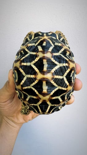 Indian star tortoise