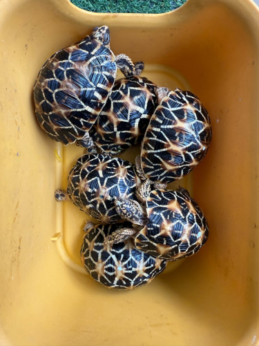 Indian star tortoise